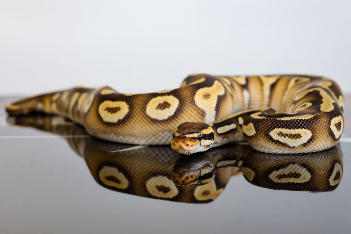 High Intensity OD YB Mojave Cypress Het Clown Ball Python