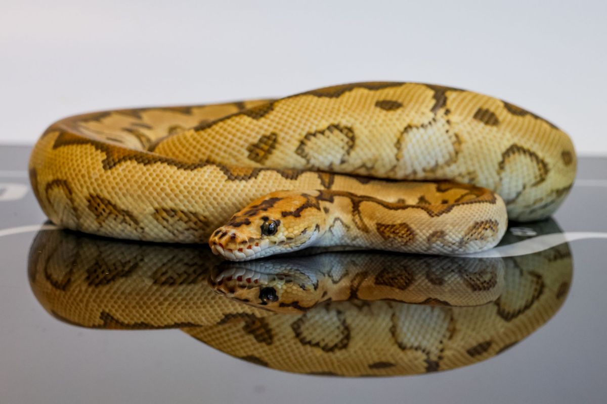 Spotnose Redstripe YB Baker Special Clown Ball Python