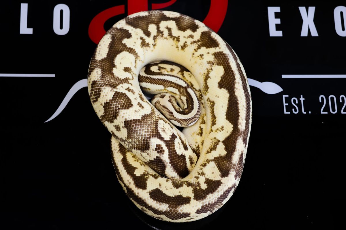 Leopard Enchi YB Firefly Ball Python