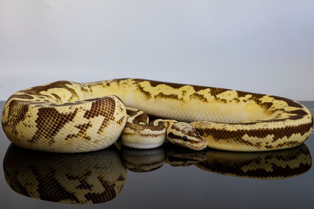 Leopard Enchi YB Firefly Ball Python