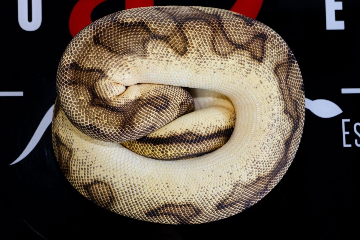 OD YB Red stripe G-Stripe Clown Ball Python