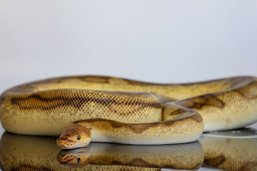 OD YB Red stripe G-Stripe Clown Ball Python