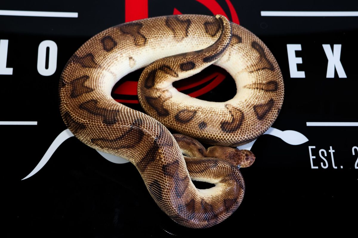OD YB Redstripe G-Stripe Clown Ball Python