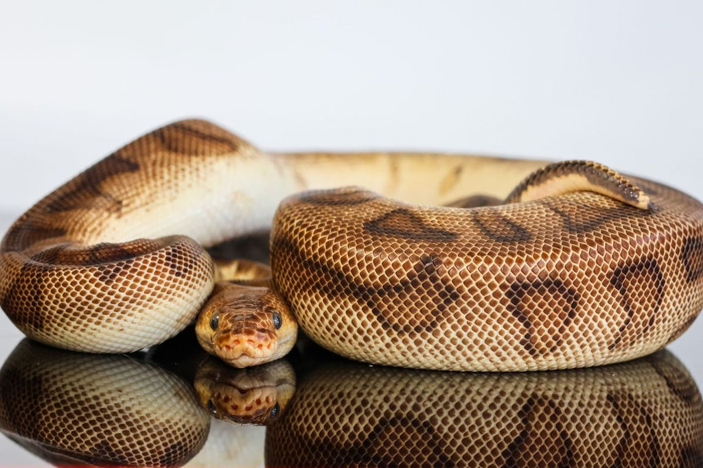 OD YB Redstripe G-Stripe Clown Ball Python