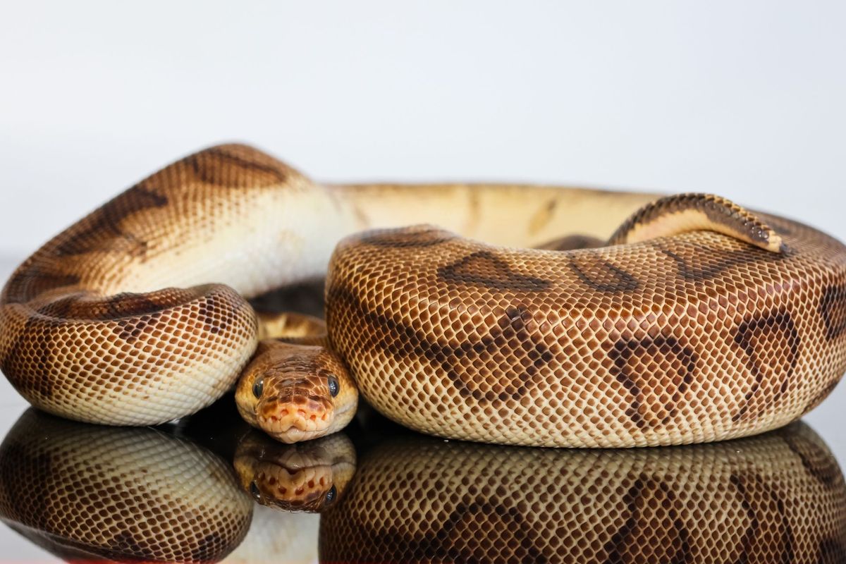 OD YB Redstripe G-Stripe Clown Ball Python