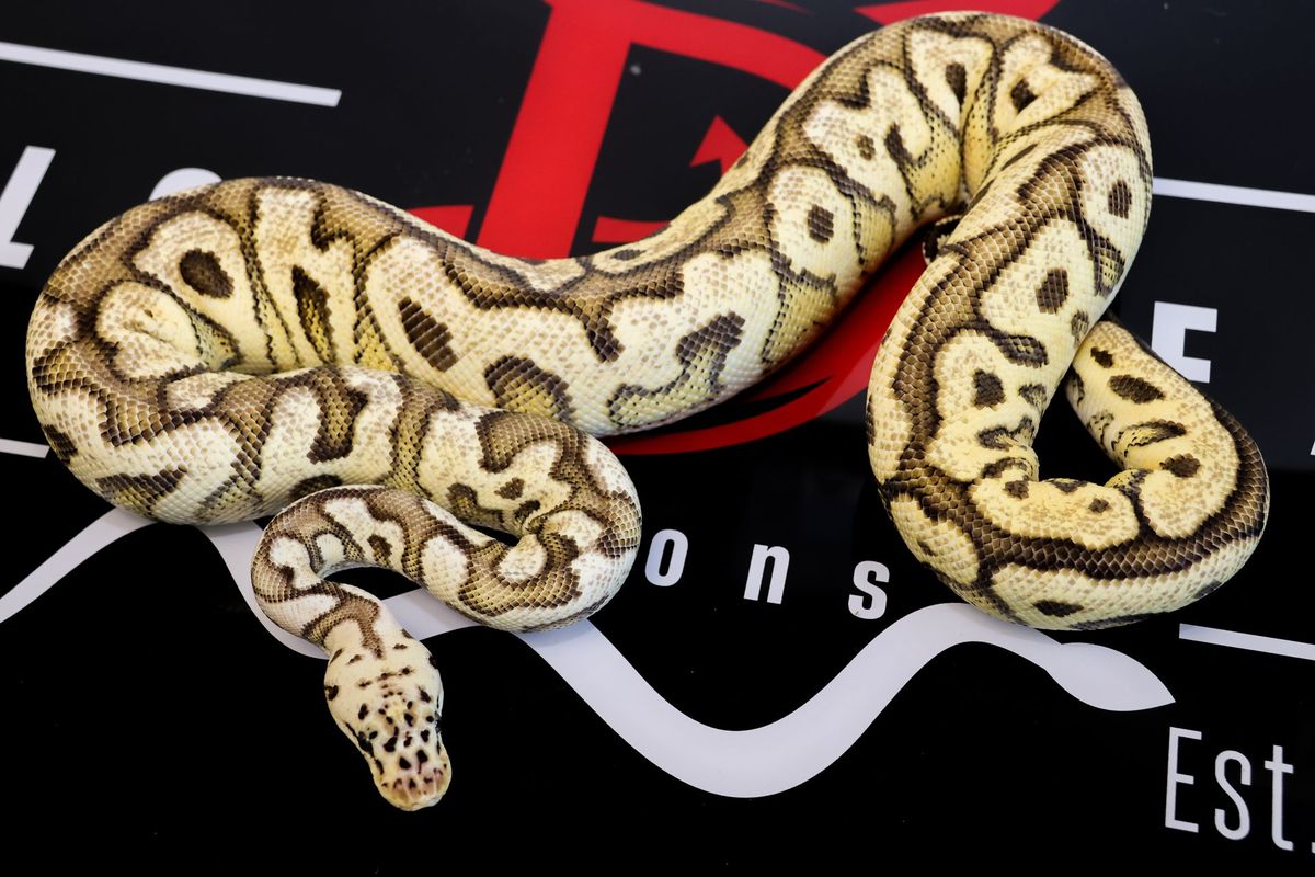 Pastel Spotnose Lace Clown Ball Python