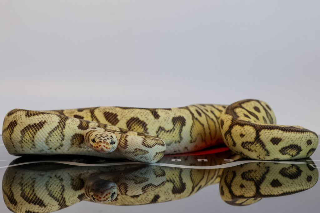 Pastel Spotnose Lace Clown Ball Python