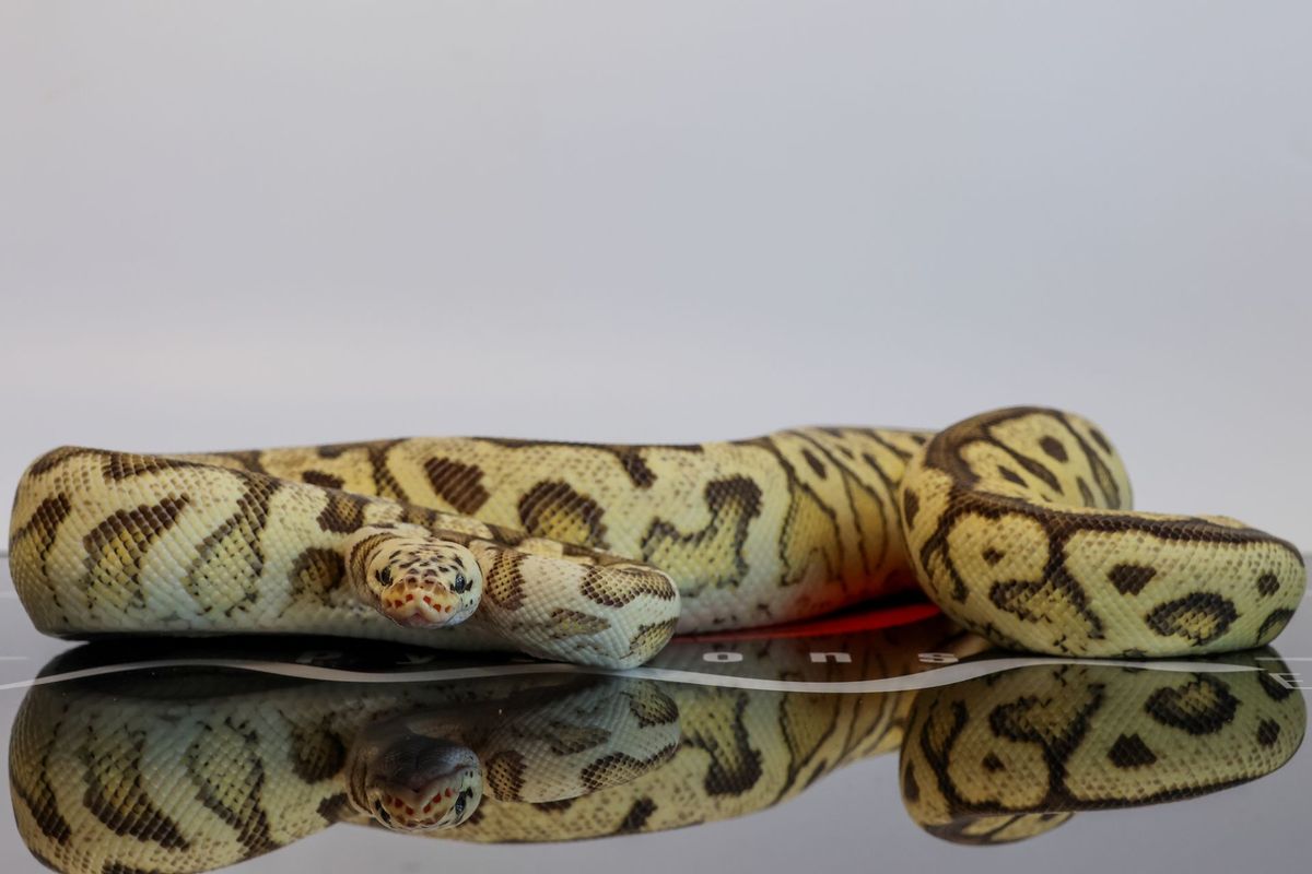 Pastel Spotnose Lace Clown Ball Python