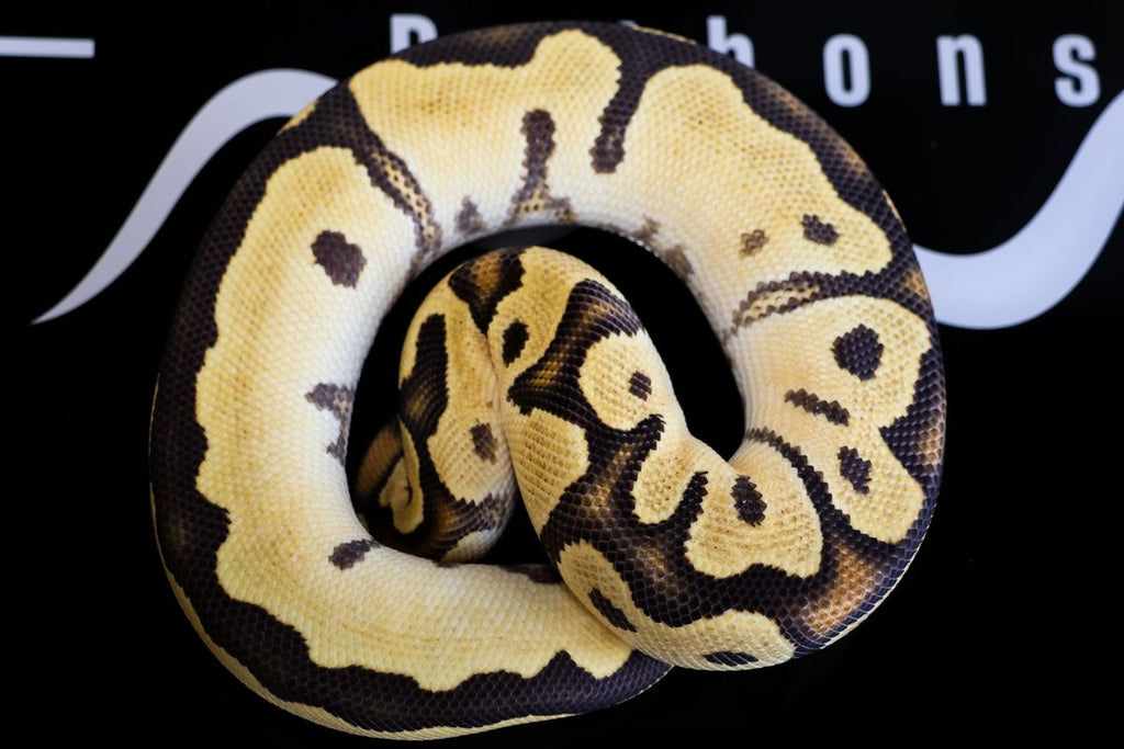 Lace Fire Clown Dbl Het DG Hypo Ball Python