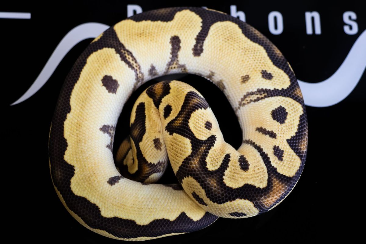 Lace Fire Clown Dbl Het DG Hypo Ball Python