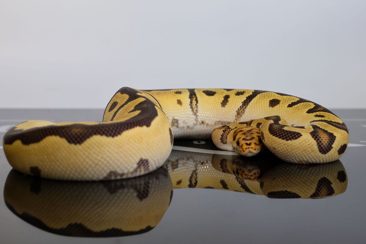 Lace Fire Clown Dbl Het DG Hypo Ball Python