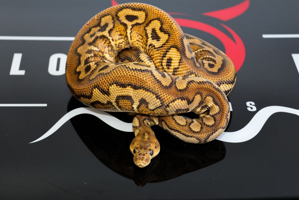 Pompeii Ball Python