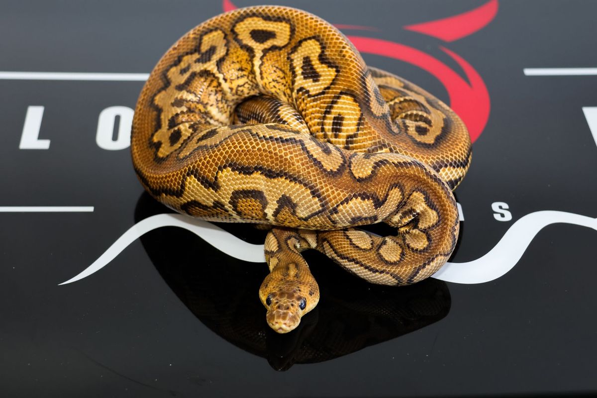 Pompeii Ball Python
