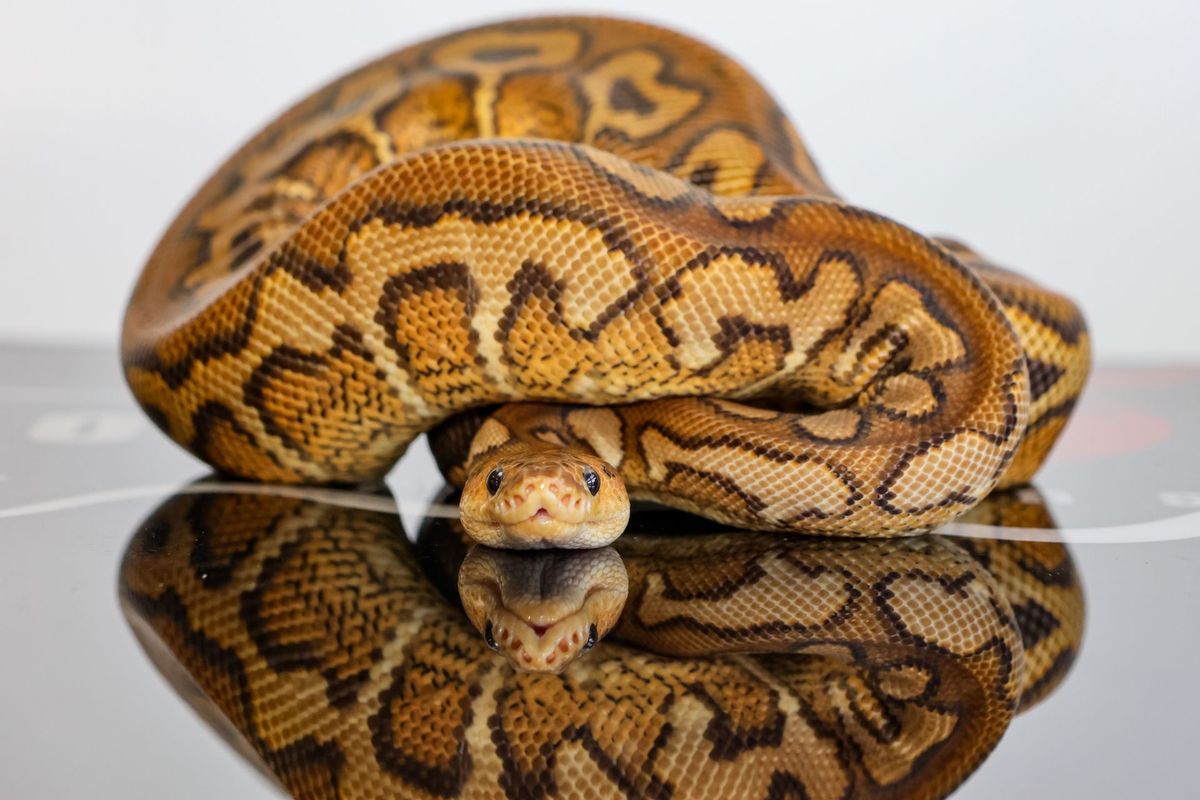 Pompeii Ball Python