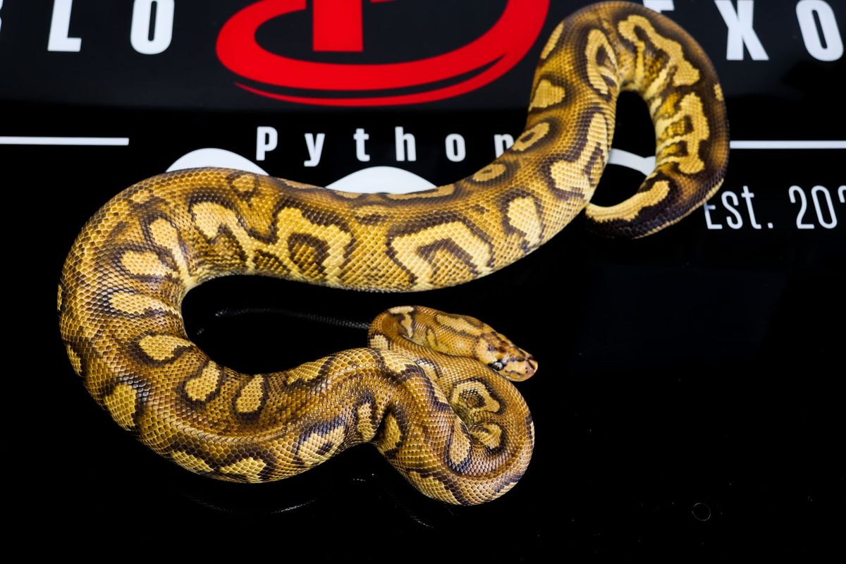 Stranger Pompeii Ball Python for Sale