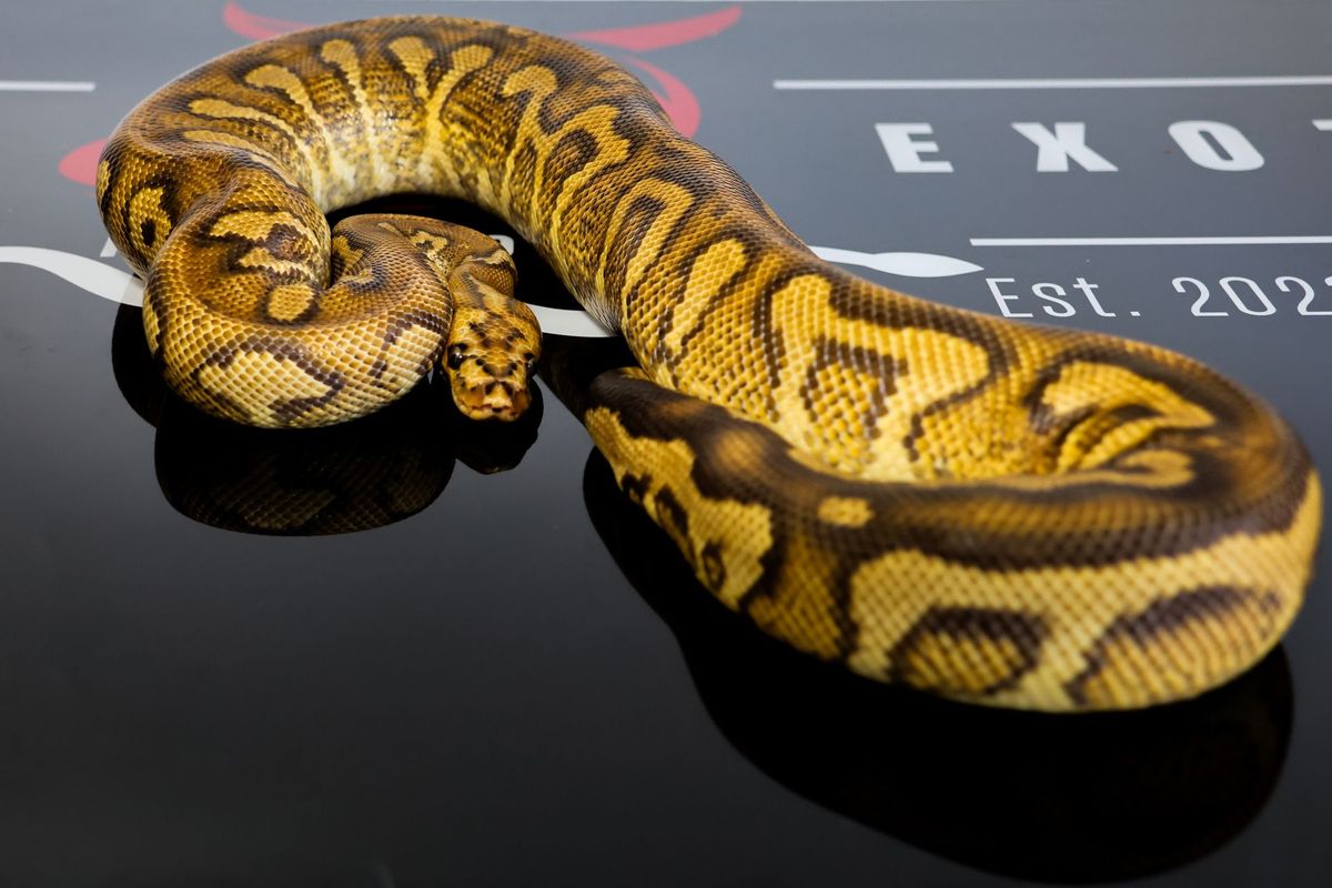 Stranger Pompeii Ball Python for Sale