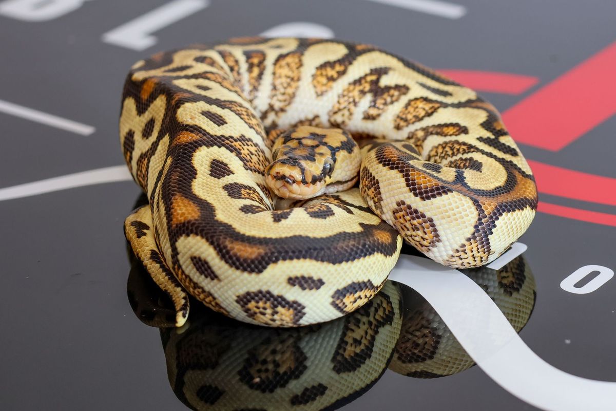Pompeii Python Enchi Pompeii Ball Python for Sale | Diablo Exotic Pythons