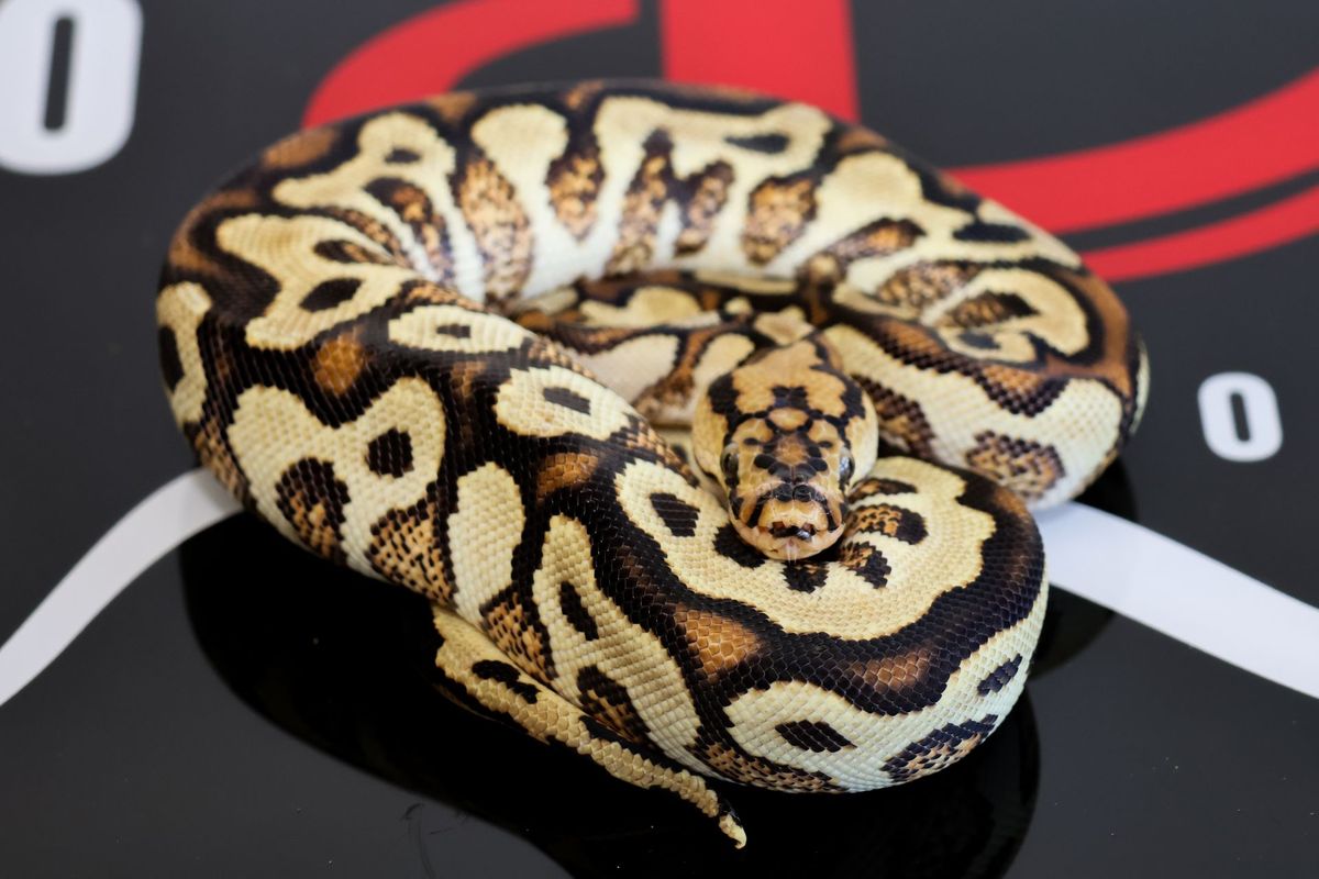 Enchi Pompeii Ball Python