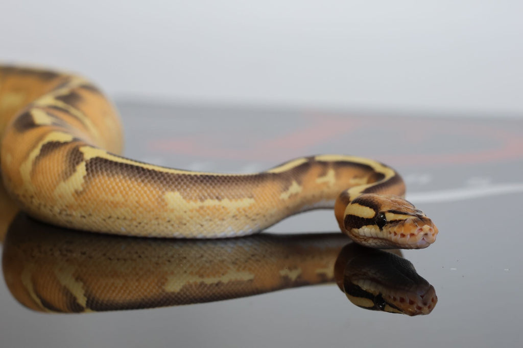 Orange Dream Freeway Desert Ghost Het Clown Ball Python