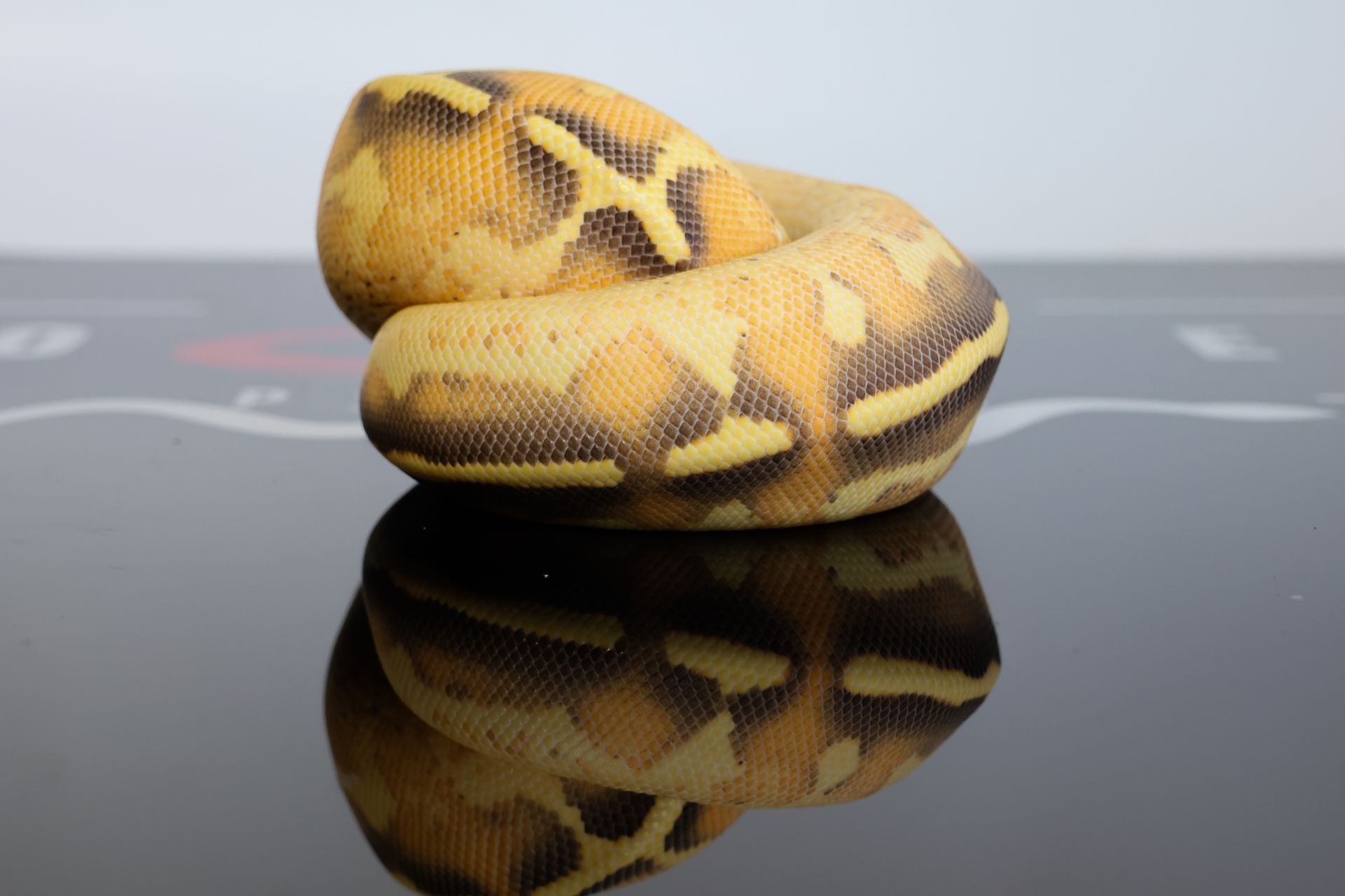 Orange Dream Freeway Desert Ghost Het Clown Ball Python
