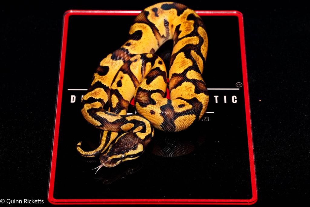 Super Enchi YB Pastel Het Lavender Albino Het Piebald