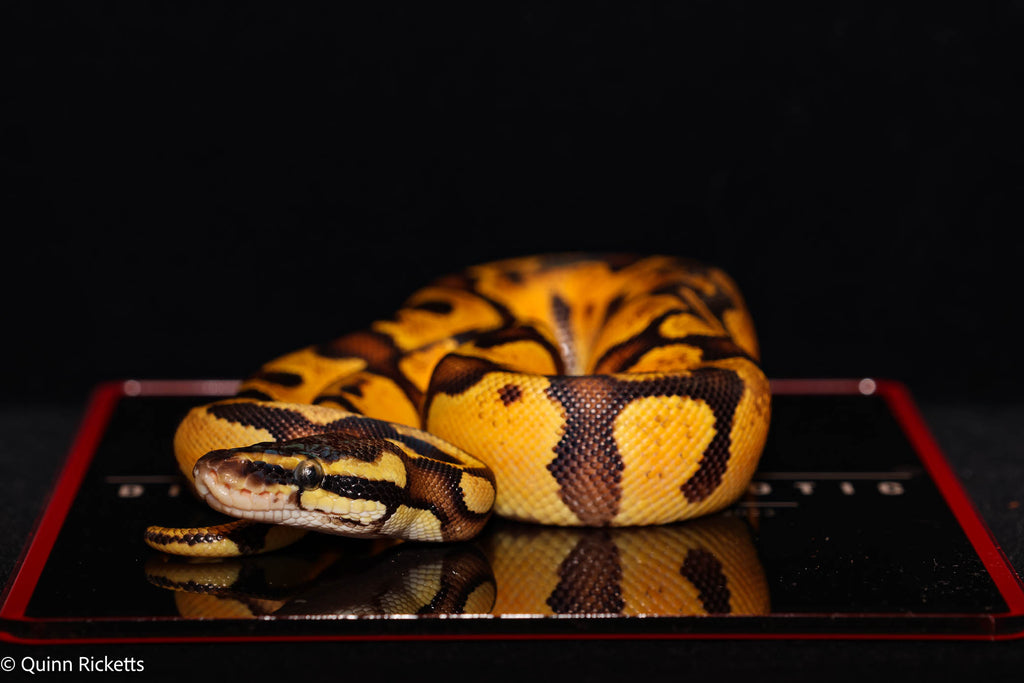 Super Enchi YB Pastel Het Lavender Albino Het Piebald