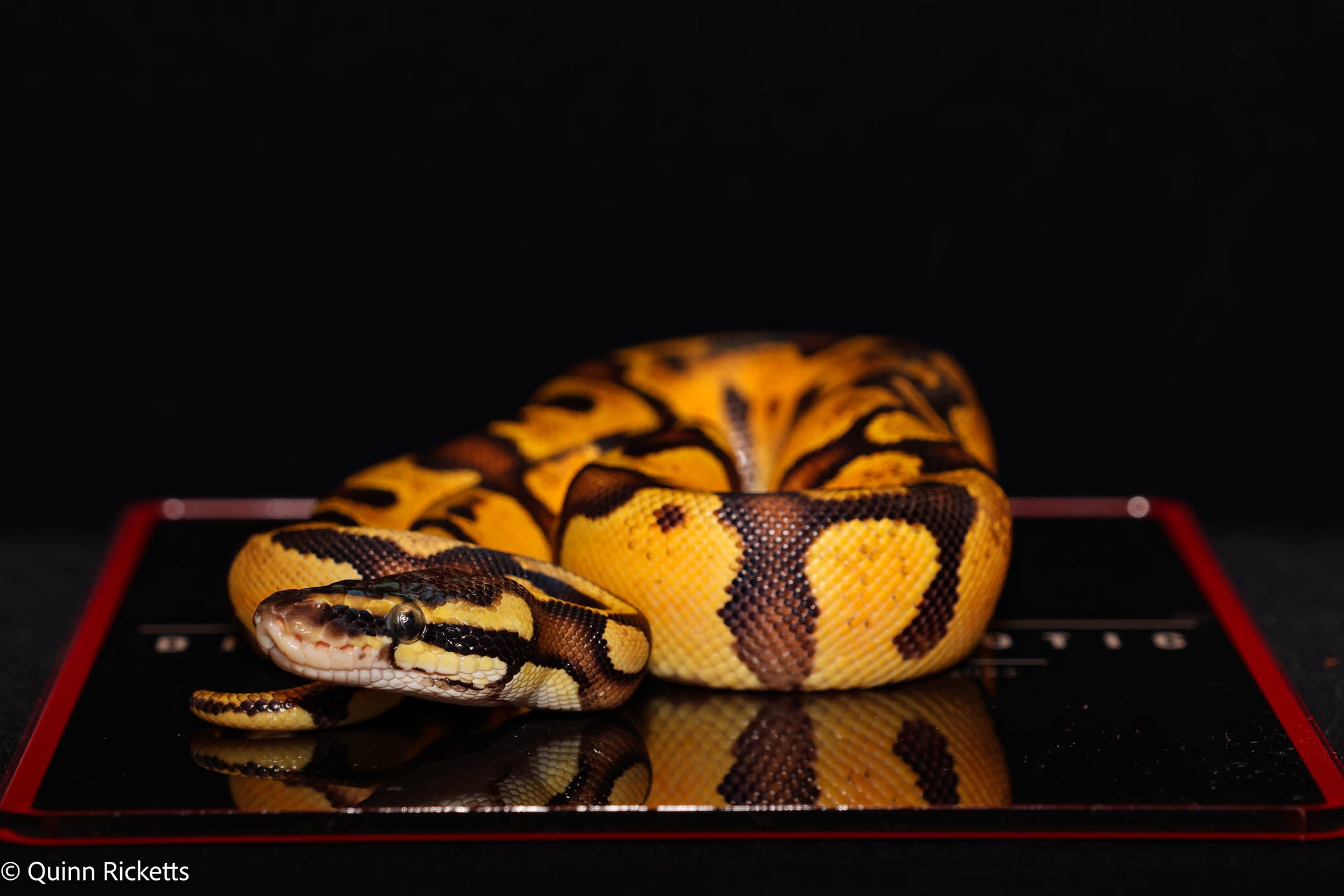 Super Enchi YB Pastel Het Lavender Albino Het Piebald