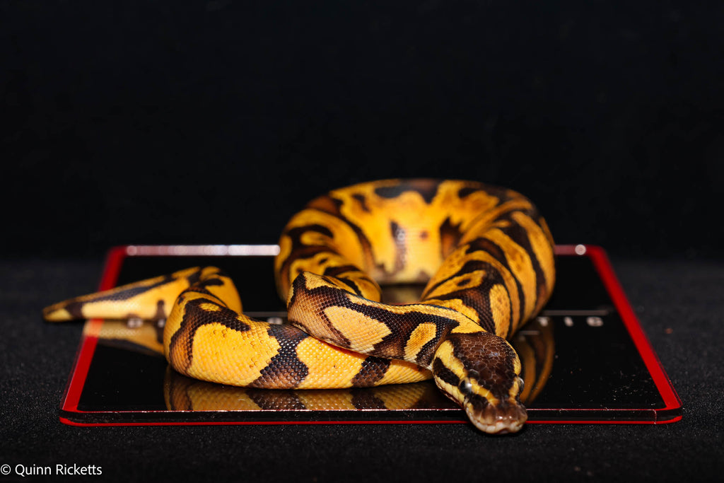 Super Enchi YB Pastel Het Lavender Albino Het Piebald