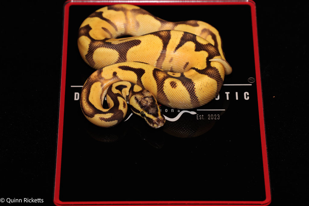 Super Enchi Super High Intensity Orange Dream Yellowbelly Pastel Het Lavender Albino 66% Het Piebald
