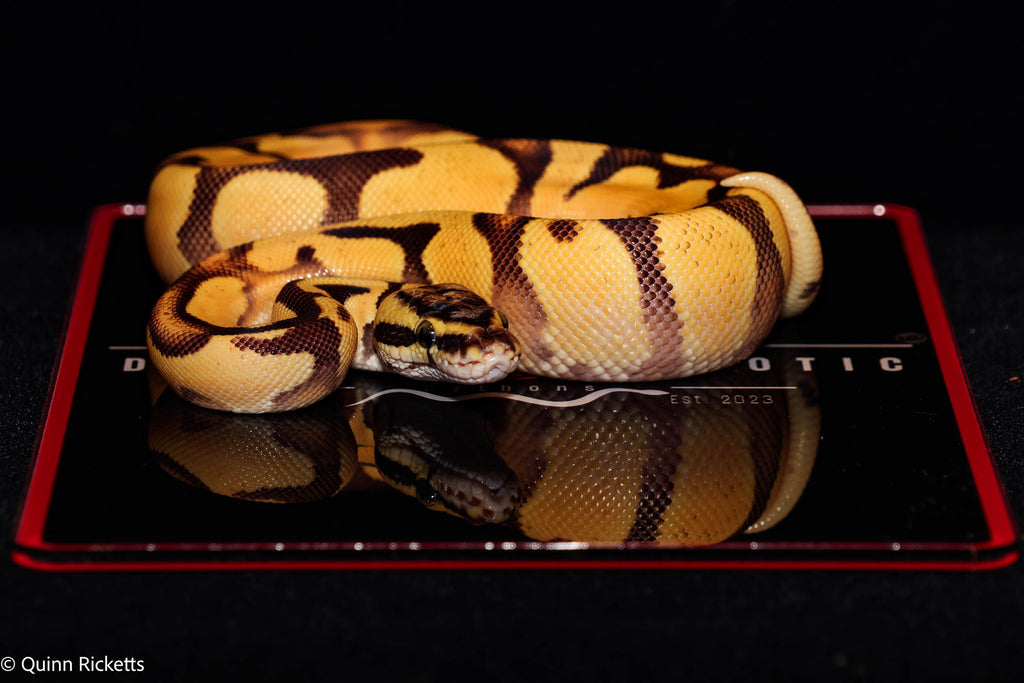 Super Enchi Super High Intensity Orange Dream Yellowbelly Pastel Het Lavender Albino 66% Het Piebald