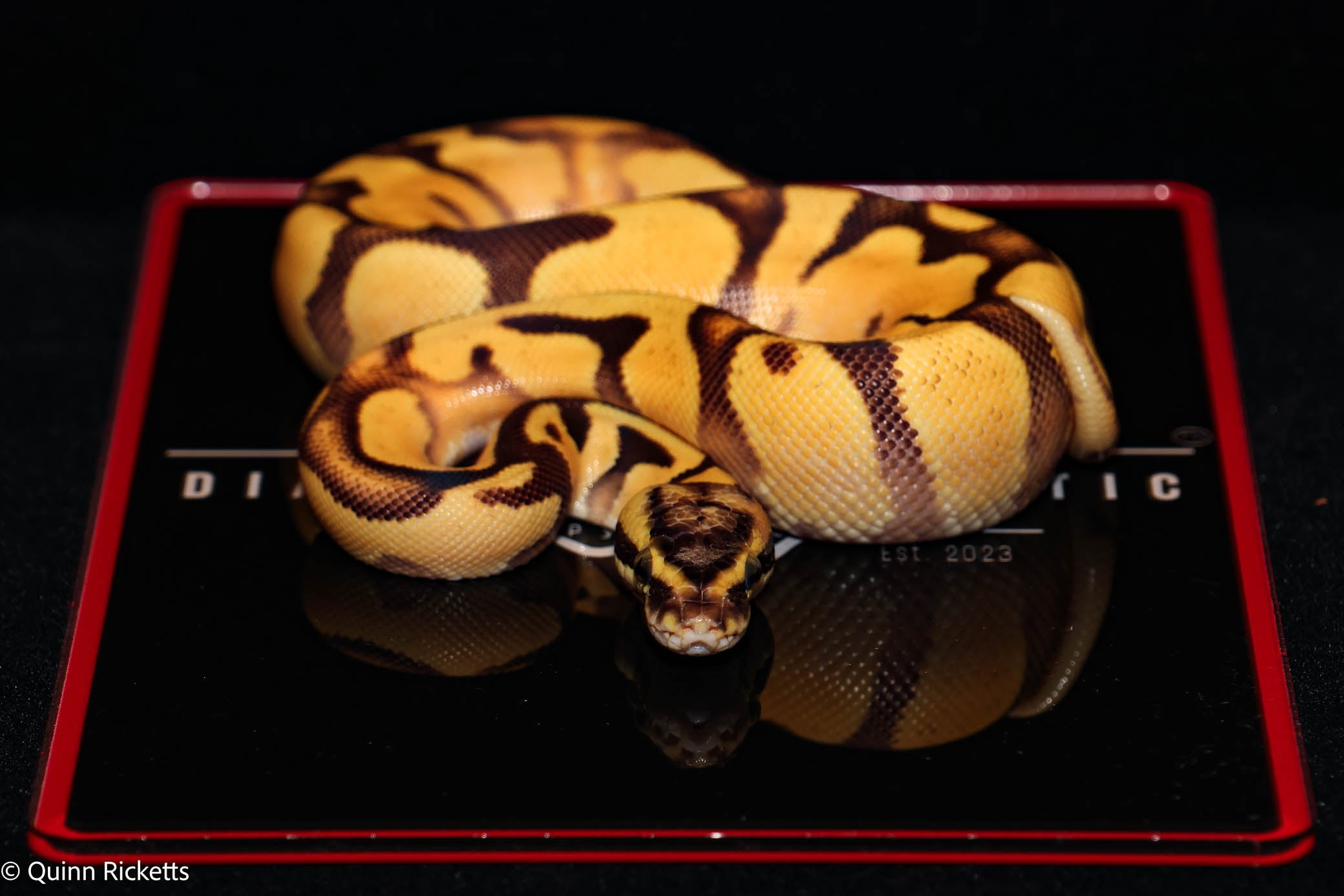 Super Enchi Super High Intensity Orange Dream Yellowbelly Pastel Het Lavender Albino 66% Het Piebald