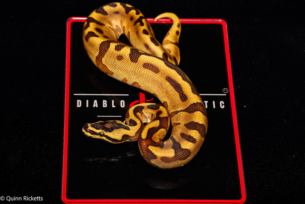 Super Enchi Yellowbelly Super High Intensity Orange Dream Leopard Pastel Het Lavender Albino 66% Het Piebald