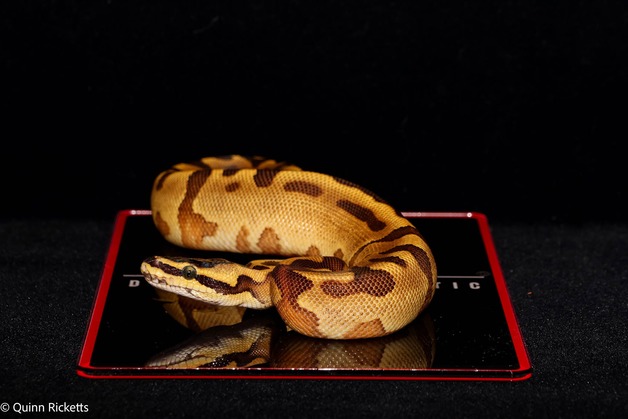 Super Enchi Yellowbelly Super High Intensity Orange Dream Leopard Pastel Het Lavender Albino 66% Het Piebald