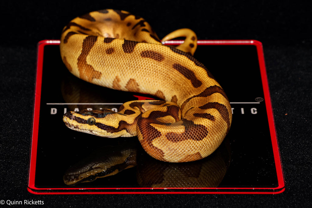 Super Enchi Yellowbelly Super High Intensity Orange Dream Leopard Pastel Het Lavender Albino 66% Het Piebald