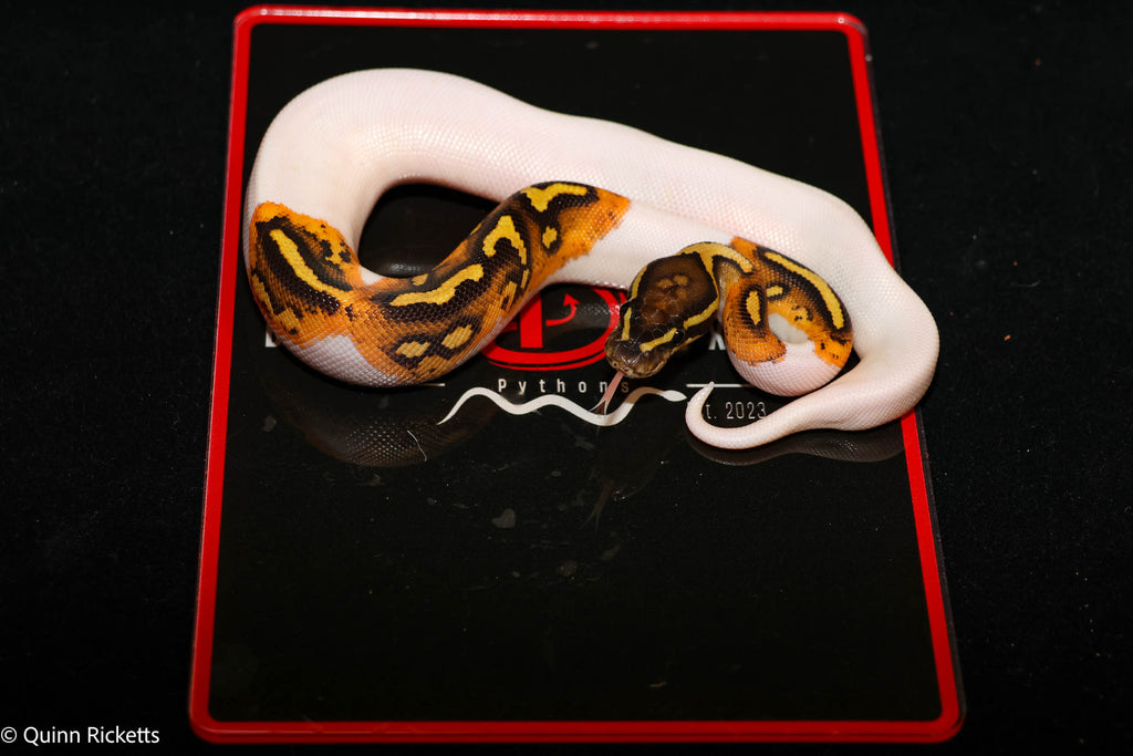 Bang Hurricane Orange Dream Enchi Dbl Het Clown, Piebald