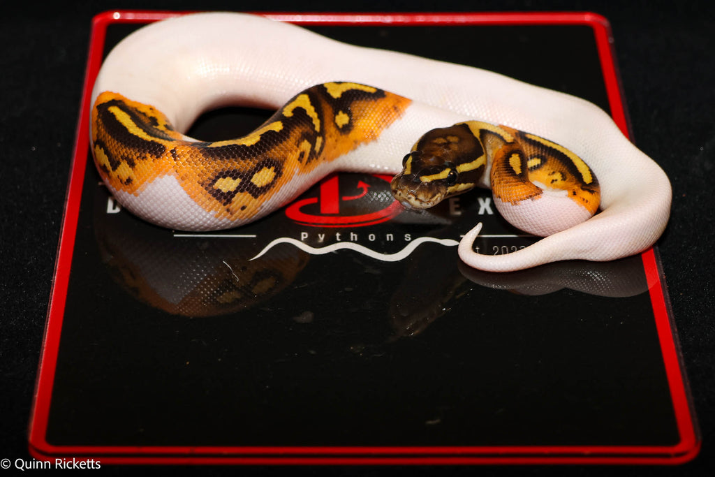 Bang Hurricane Orange Dream Enchi Dbl Het Clown, Piebald