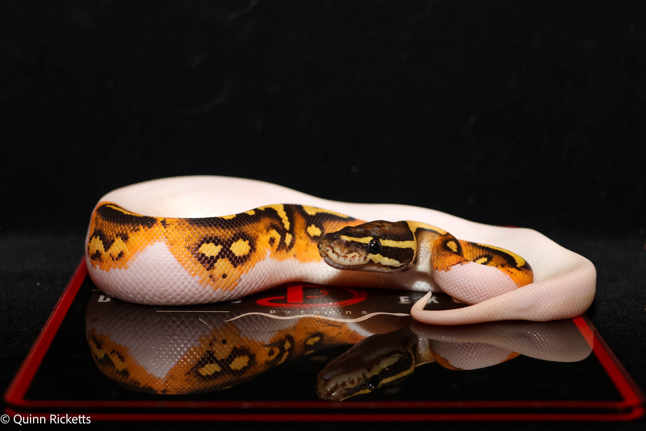 Bang Hurricane Orange Dream Enchi Dbl Het Clown, Piebald