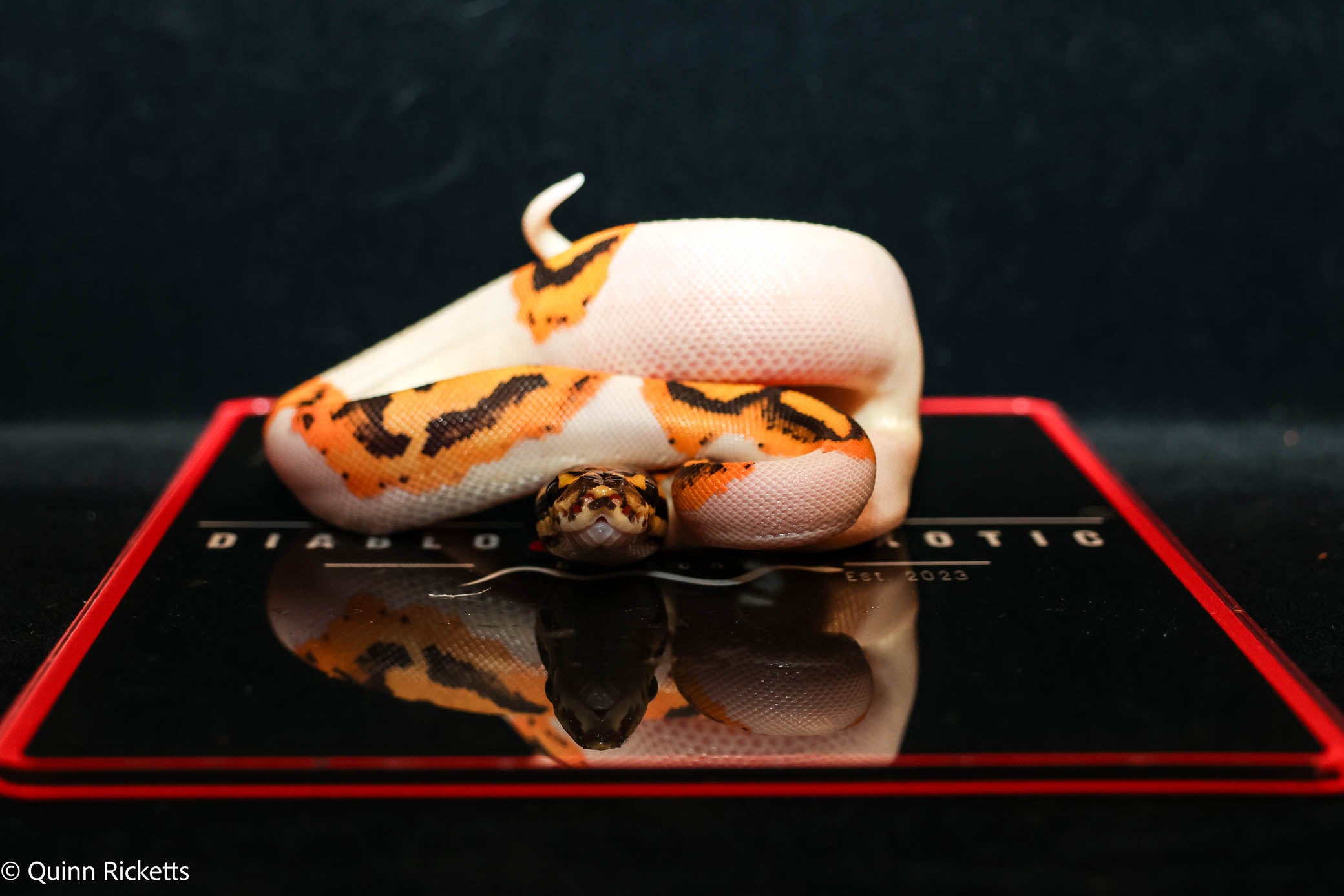 Bang Hurricane Orange Dream Enchi Dbl Het Clown, Piebald