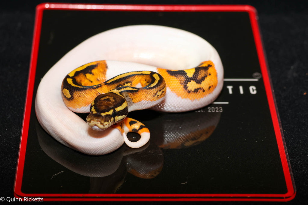 Bang Enchi Hurricane Orange Dream Dbl Het Clown, Piebald