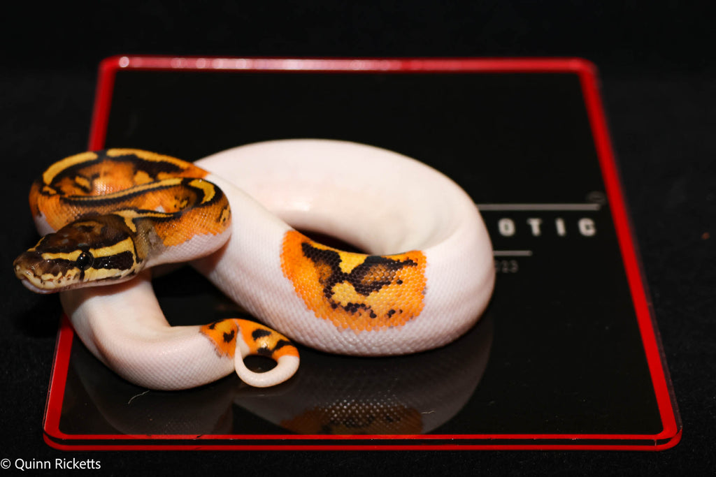 Bang Enchi Hurricane Orange Dream Dbl Het Clown, Piebald