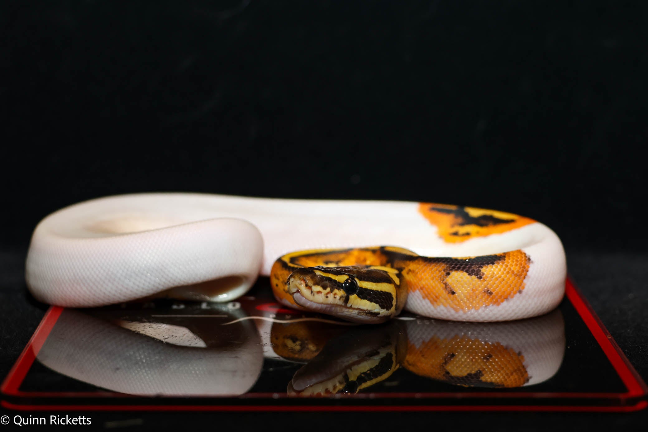 Bang Enchi Hurricane Orange Dream Dbl Het Clown, Piebald