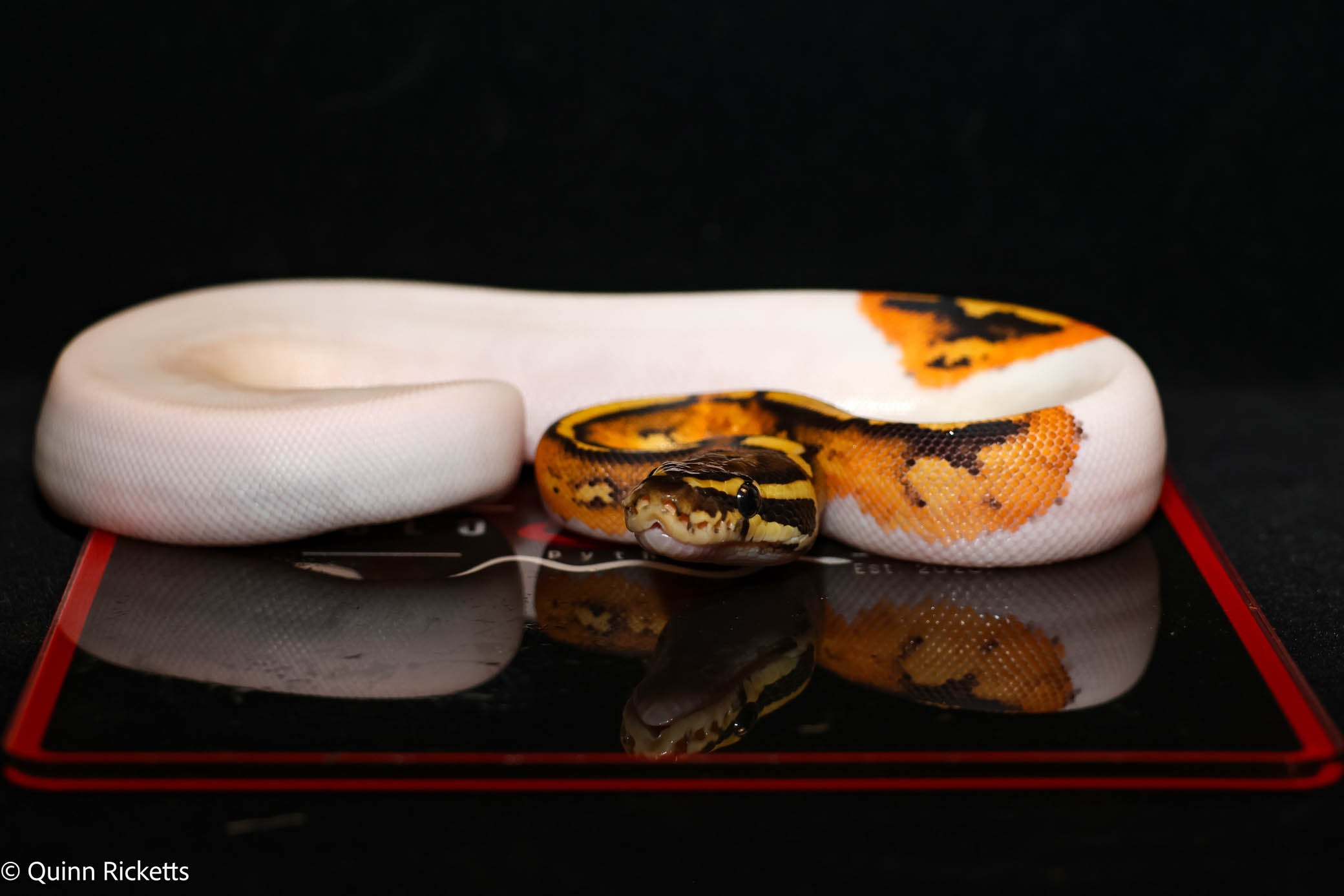 Bang Enchi Hurricane Orange Dream Dbl Het Clown, Piebald