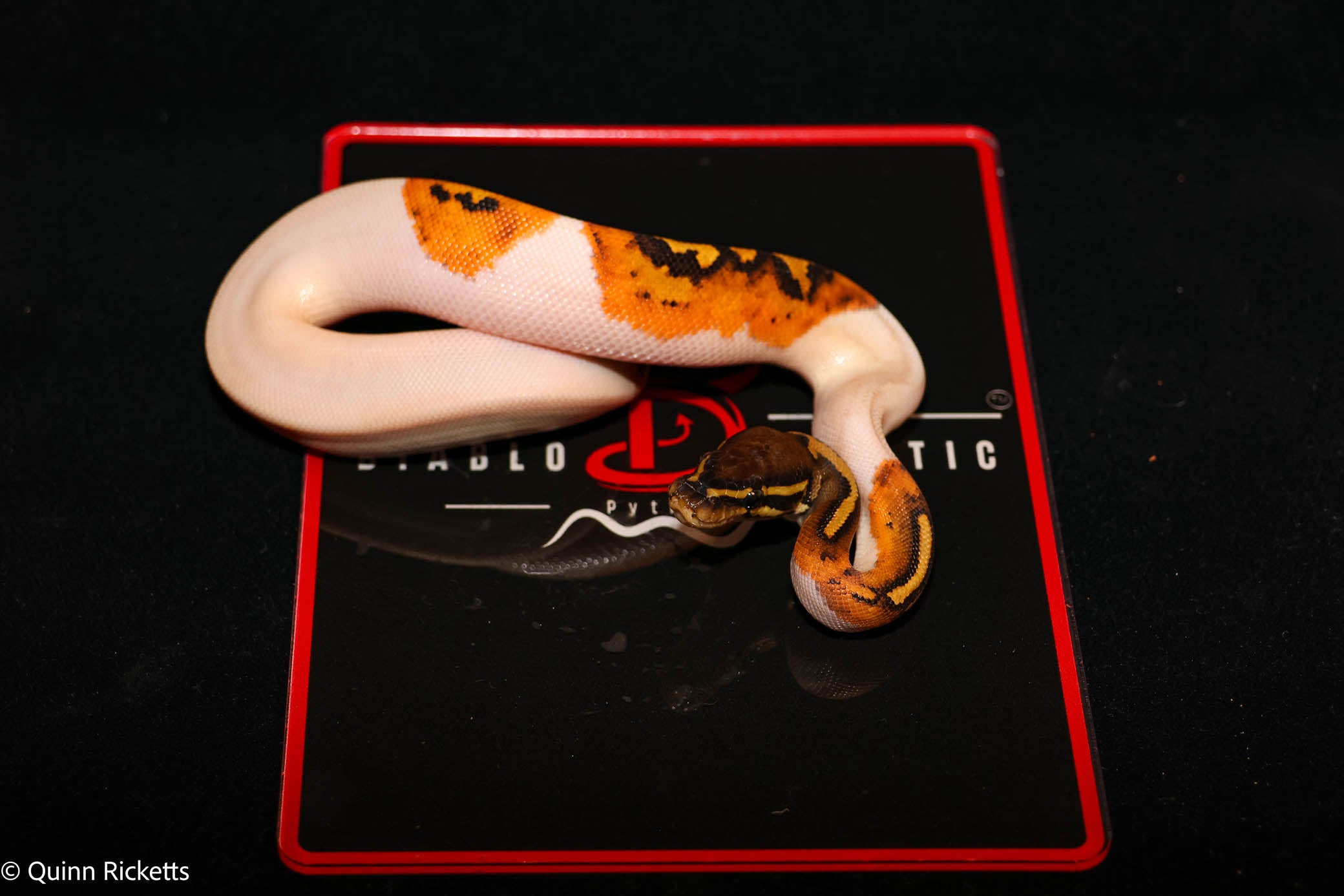 Bang Enchi Orange Dream Hurricane Dbl Het Clown, Piebald