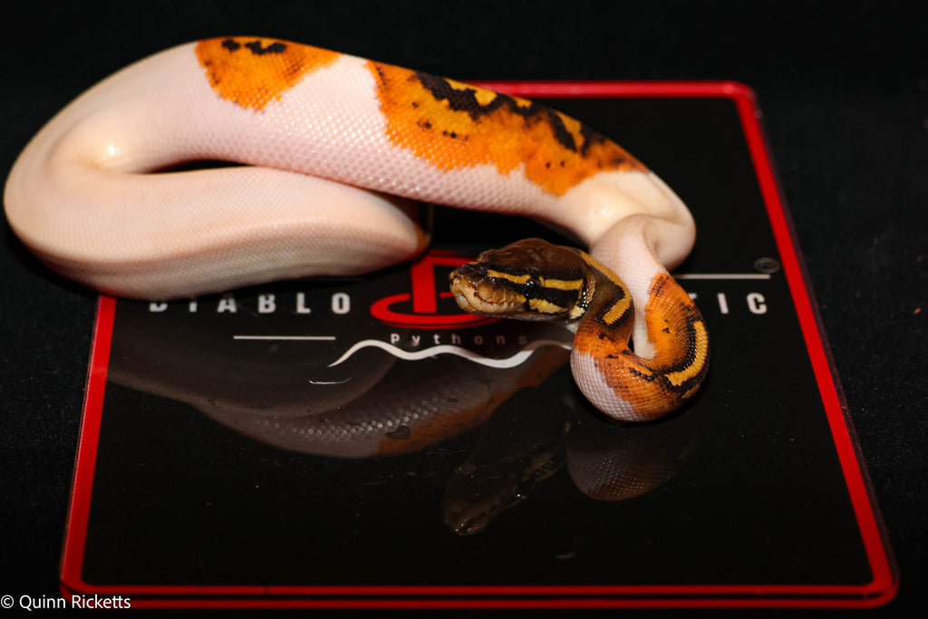Bang Enchi Orange Dream Hurricane Dbl Het Clown, Piebald