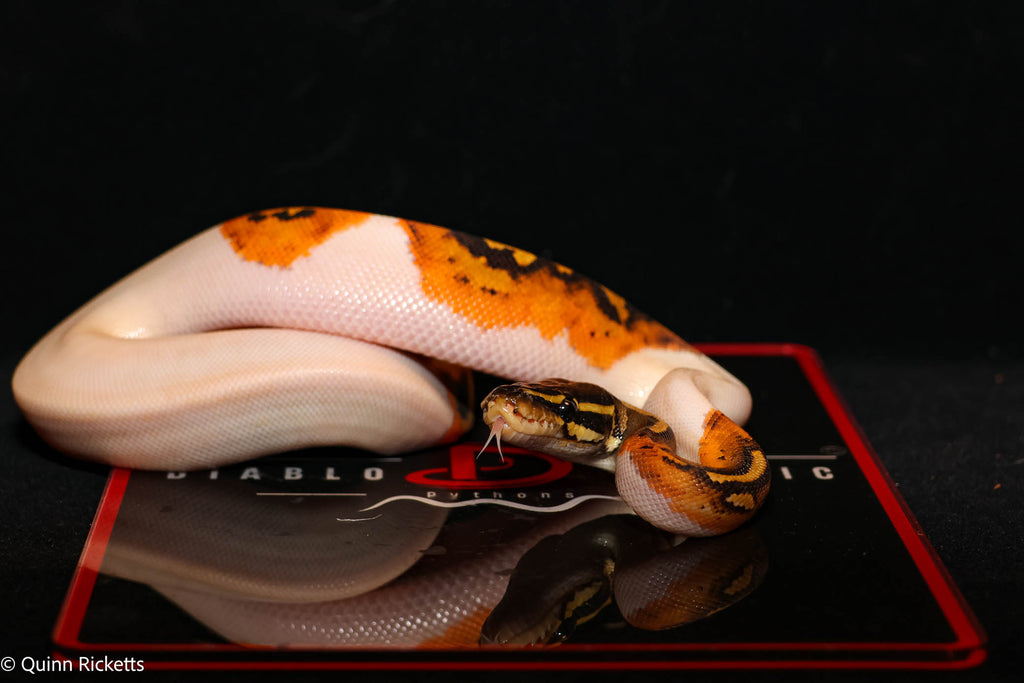 Bang Enchi Orange Dream Hurricane Dbl Het Clown, Piebald