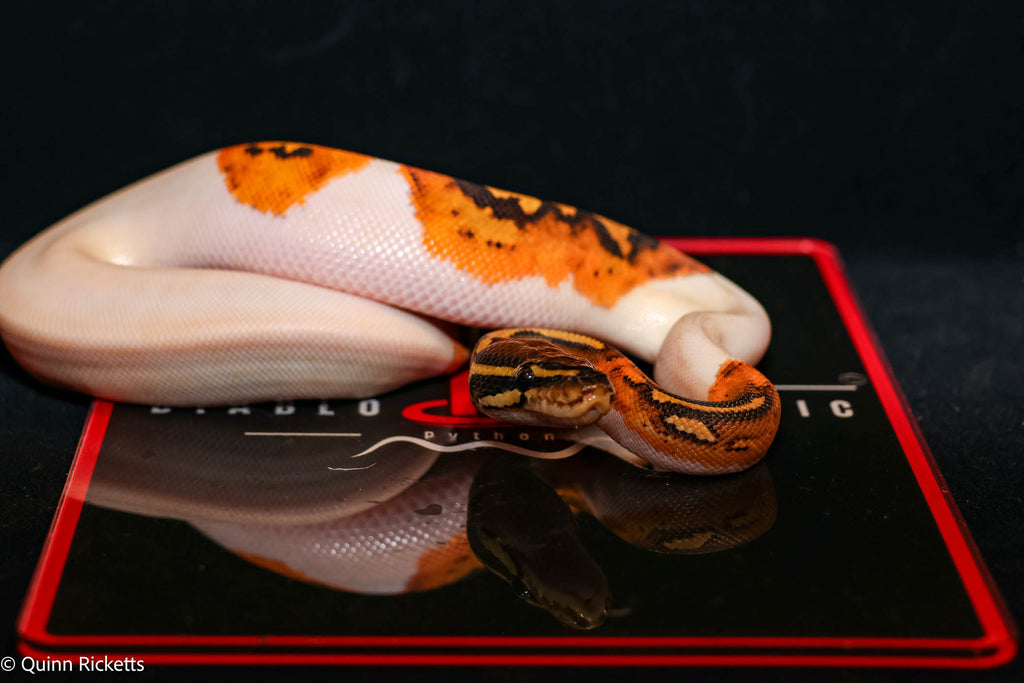 Bang Enchi Orange Dream Hurricane Dbl Het Clown, Piebald