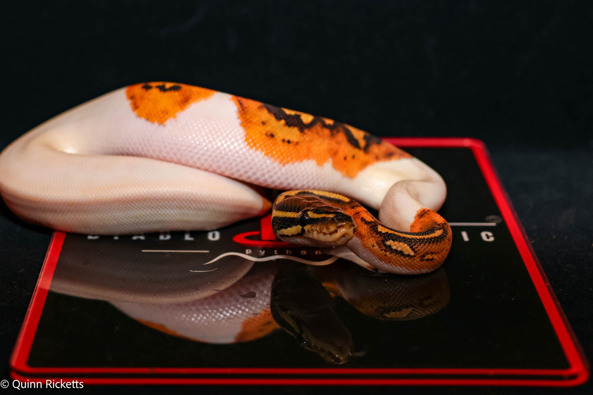 Bang Enchi Orange Dream Hurricane Dbl Het Clown, Piebald