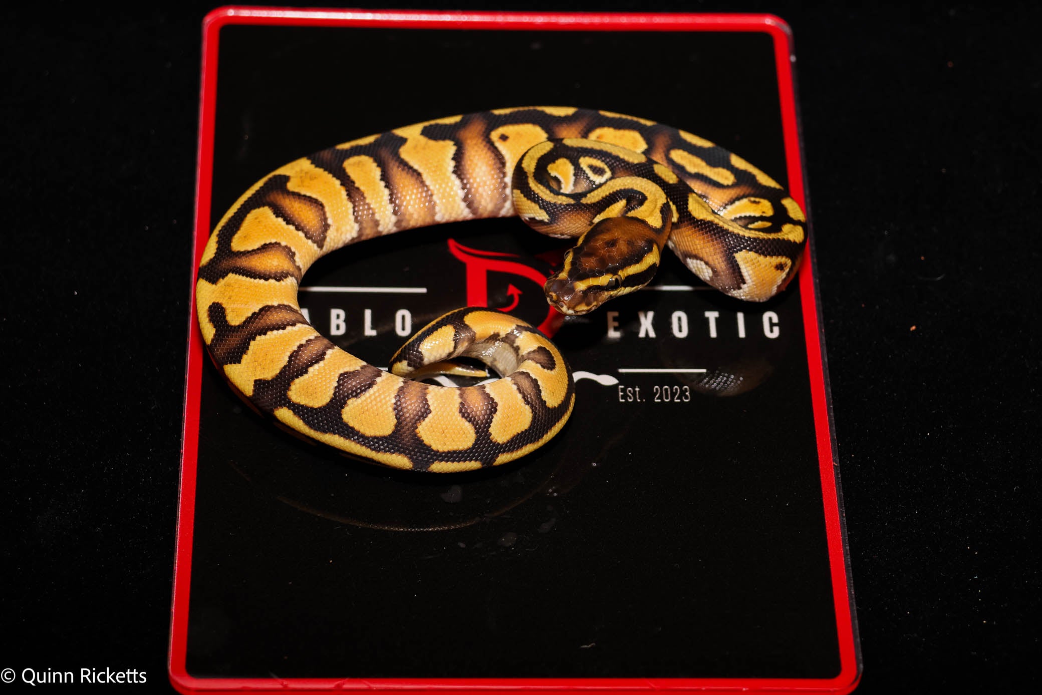 Bang Enchi Hurricane Dbl Het Clown, Piebald