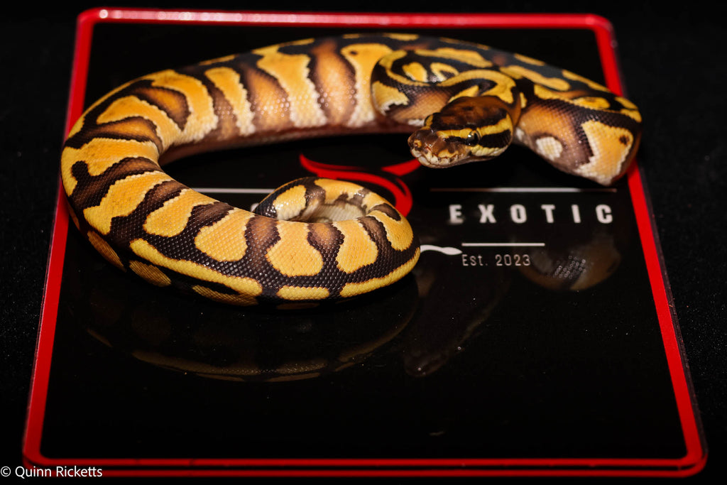 Bang Enchi Hurricane Dbl Het Clown, Piebald