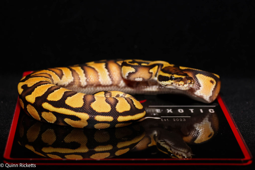 Bang Enchi Hurricane Dbl Het Clown, Piebald